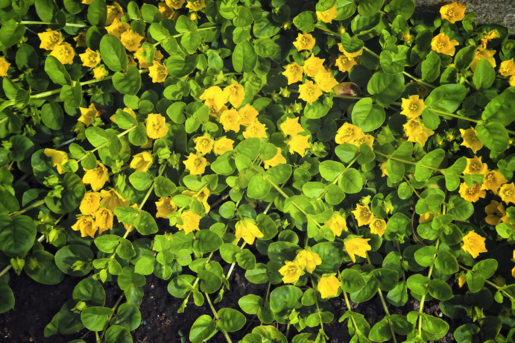 Lysimachia nummularia Green